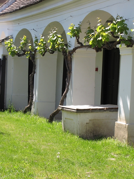 A Fertőszéplaki Tájház ívelt tornácán futó szőlő (BERECZKI Ibolya felvétel, 2011)